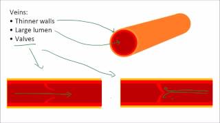 Blood amp Blood Vessels  GCSE Science  Biology  Get To Know Science [upl. by Innavoig]