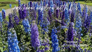 Delphinium  San Francisco CA [upl. by Bahe631]