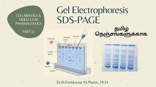 Gel electrophoresis SDSPAGECBMP32Tamil [upl. by Ihcur13]