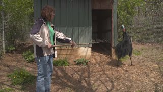 Why Cassowaries Are the Most Dangerous Bird on the Planet [upl. by Brandes378]