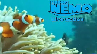 Buscando a Nemo live action parte 5 [upl. by Eves]