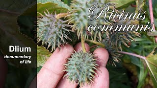 Ricinus Ricinus communis [upl. by Ellebanna]