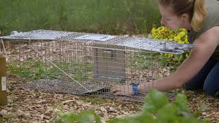 How to Use Havahart® Safe Release Animal Traps [upl. by Nraa152]