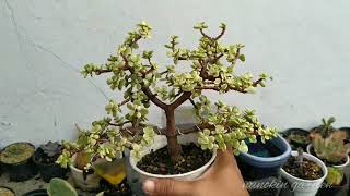 Membuat bonsai jade plant 9 [upl. by Eixam892]