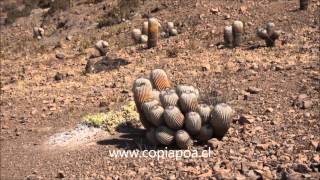 Copiapoa Cinerea I Quebrada Taltalwmv [upl. by Ytirehc]