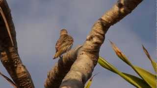 Australasian Figbird Sphecotheres vieilloti ♀  Australischer Feigenpirol 1 [upl. by Low422]