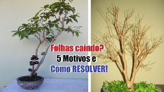 Folhas caindo 5 Motivos e como resolver [upl. by Bud]