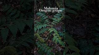 72924 Mahonia Oregon grape [upl. by Tavie]