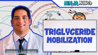 Metabolism  Mobilization of Triglycerides [upl. by Meng743]