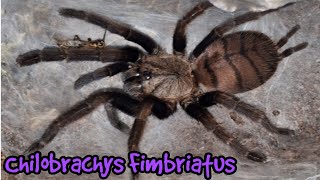 Chilobrachys Fimbriatus  Indian Violet [upl. by Jer282]