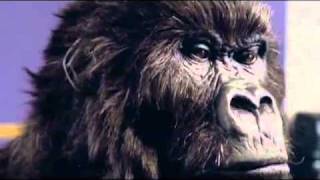 Gorilla  savage drumming with Phil Collins Cadbury admp4 [upl. by Elokcin]