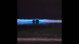 Bioluminescence made the water glow at El Porto Nov 10 2021 Vid Patrick Coynepatrickcla [upl. by Anayt]