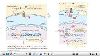 Cytokinin  Functions amp Uses  Richmond Lang effect  Pomalin  Signaling dbtjrf2023 [upl. by Adiehsar]