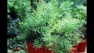 Asparagus Fern in Containers  Asparagus Plant  How to Grow  Complete Guide  Kitchen Gardening [upl. by Mcevoy]