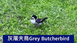 後院的鳥類三種鳥類來覓食，灰屠夫鳥Grey Butcherbird 喜鵲magpie，黃嘴食蜜鳥Yellow gaped Honeyeater。 [upl. by Kaitlin]