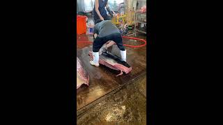 Cut Bluefin Tuna Skill bluefintuna tuna [upl. by Levesque]