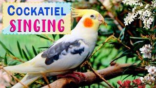 Happy cockatiel singing  Best way to cockatiel singing training [upl. by Euqinemod]