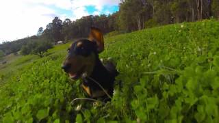 Dachshund Puppy  Running through long grass [upl. by Peg]