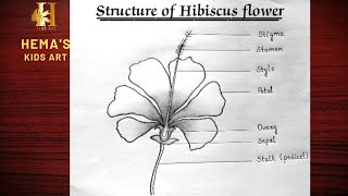 How to draw structure of Hibiscus flowerstep by step  Draw amp label Parts of flowerHibiscus flower [upl. by Mac832]