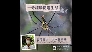 一分鐘瞬間看生態：香港最大——大木林蜘蛛 Hong Kong’s Largest Spider Nephila pilipes [upl. by Lesly784]