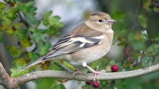 Autumn Bird Watching at a UK Nature Reserve  September  November [upl. by Neelehtak556]