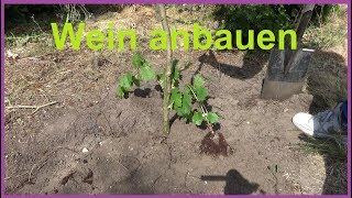 Weinreben pflanzen im Garten Wein anbauen Weintrauben einpflanzen anbauen Standort [upl. by Ainesey]