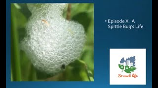 A Spittlebugs Life  Backyard Naturalist Lecture Series [upl. by Selwyn]