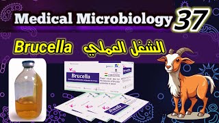 Brucella الشغل العملي للبكتيريا المسببة للحمي المالطية [upl. by Nomsed638]