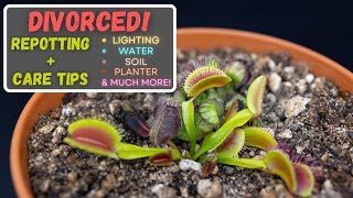 Repotting a Venus Flytrap amp Cephalotus  Beginner Care Tips  The Break Up Is Finally Happening [upl. by Axela]