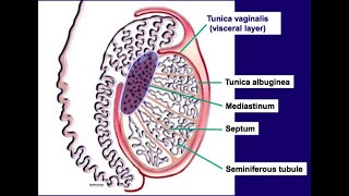 Microanatomy of the testis or testicles Tunica vaginalis tunica albuginea tunica vasculosa [upl. by Jovi]