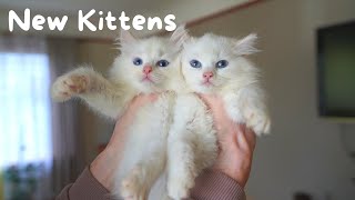 Ragdoll Kittens and their First Day Home  The Cat Butler [upl. by Rumery]