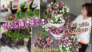 【挿し芽】サフィニア🌺ぜんぶ挿し芽でフラワータワー❕豪華すぎ✨All with Cuttings🌱Propagating Petunia Surfinia🌺 [upl. by Ioved487]