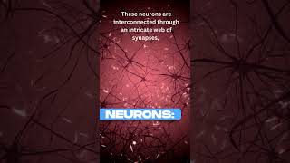 What Are Neurons and How Do They Work neurons nervoussystem brain [upl. by Atikihs]