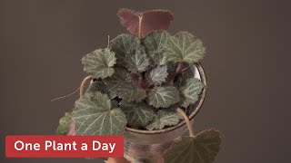 Saxifraga stolonifera Creeping Saxifrage Strawberry Saxifrage Houseplant Care — 129 of 365 [upl. by Aerdied934]