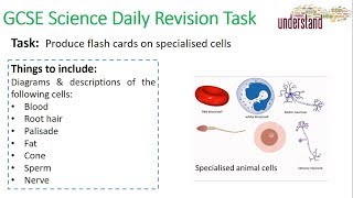 GCSE Science Daily Revision Task 2 Specialised Cells [upl. by Aiyram]