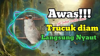 Trucuk Ropel Panjang  Birdlovers9 yellowventedbulbul trucukan ropel burungtrucuk birds [upl. by Rehpotirhc]