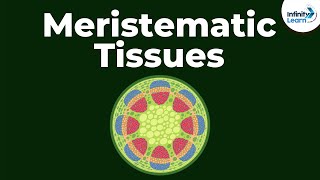 What are Meristematic Tissues  Infinity Learn [upl. by Herbie]