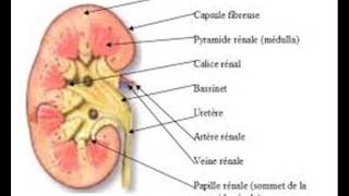 PHYSIOLOGIE RÉNALE difinition et filtration gloméulaire [upl. by Irual]