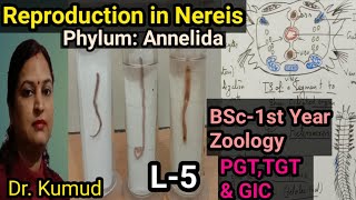 Nereis Reproduction in Nereis EpitokeSwarming amp Fertilization in HeteronereisBSc1st Zoology [upl. by Adamson372]