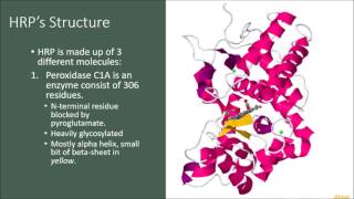 Horseradish Peroxidase HRP [upl. by Ahtanoj]