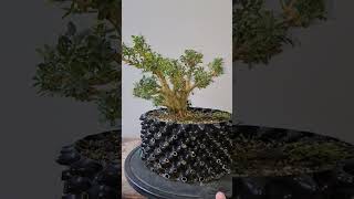 Pre bonsai Buxus [upl. by Luaped]