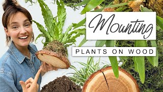 Super EASY Plant Wall Mounting 🌿 Why  How To Mount Houseplants on Wood [upl. by Leacim327]