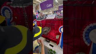 Cats show At Perth Royal Show [upl. by Ylaek]