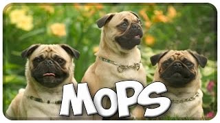 Der MOPS im Rasseportrait 3 JulisTierwelt  pug [upl. by Latsyk]