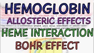 Hemoglobin  Allosteric Effects  Heme Interaction  Bohr Effect [upl. by Otrebogad]