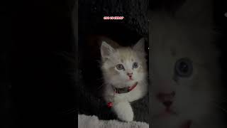 Cuantas semanas tiene el gatito cat cute cutecat love [upl. by Ninetta126]