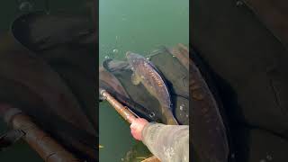 fishing korda catchandrelease kordaofficial fishinglife [upl. by Grose485]