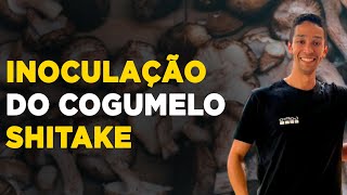 SAIBA COMO FAZER A INOCULAÇÃO DO SHITAKE PARA OBTER ALTA PRODUTIVIDADE [upl. by Nanine]