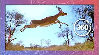 Impala Stampede and Flyover in SlowMotion  Wildlife in 360 VR [upl. by Cullan]