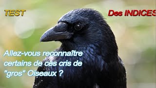 BLIND TEST N° 2  Apprendre 8 cris de GROS OISEAUX [upl. by Marlee]